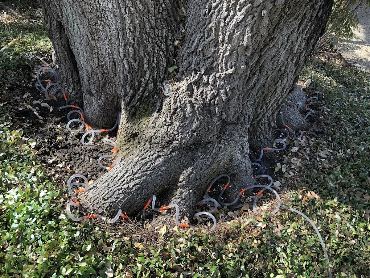 Detailed Tree Cabling and Bracing job site in Parthenon