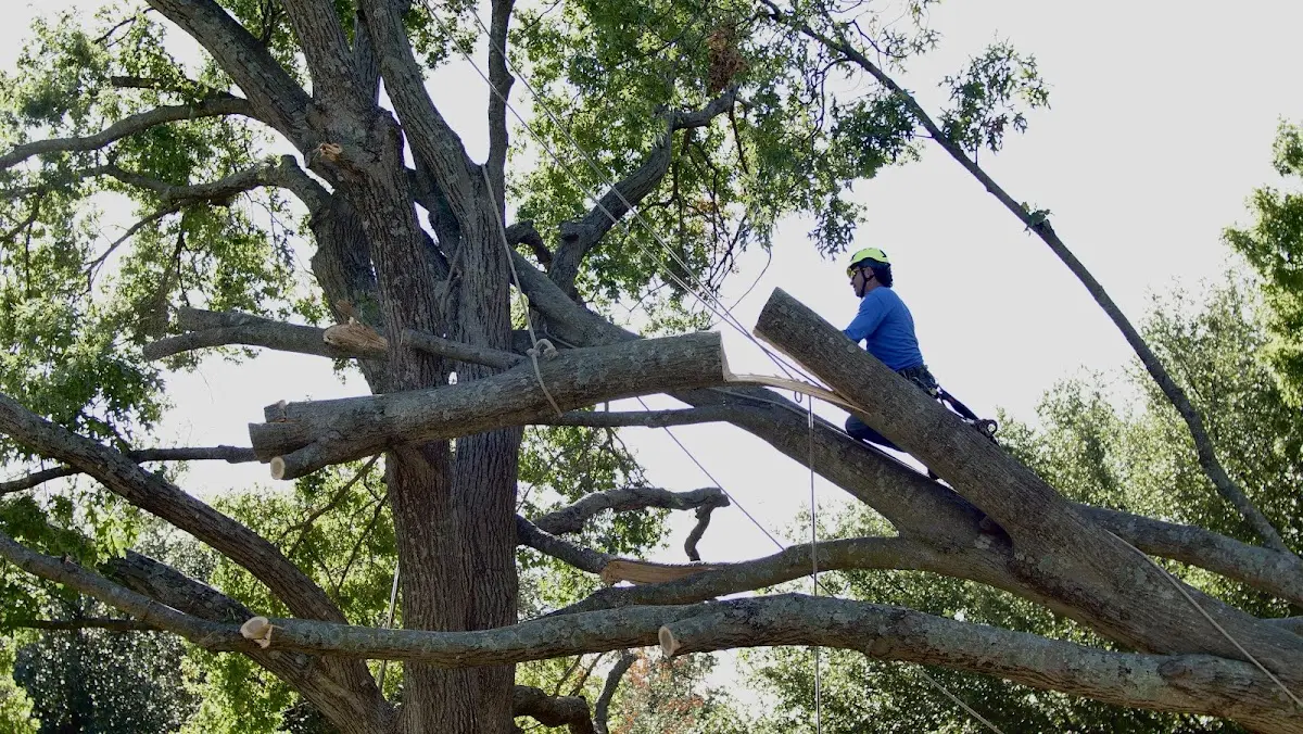 Professional Crown Thinning performed by certified arborists in Parthenon